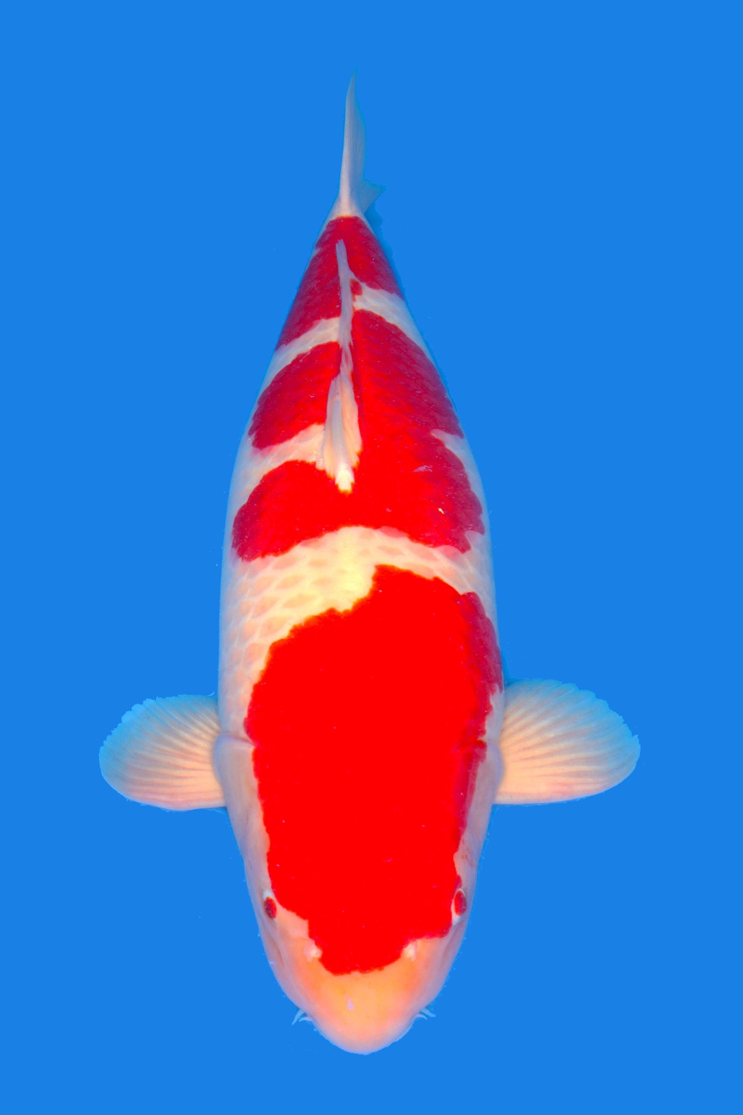 Kohaku- SOLD