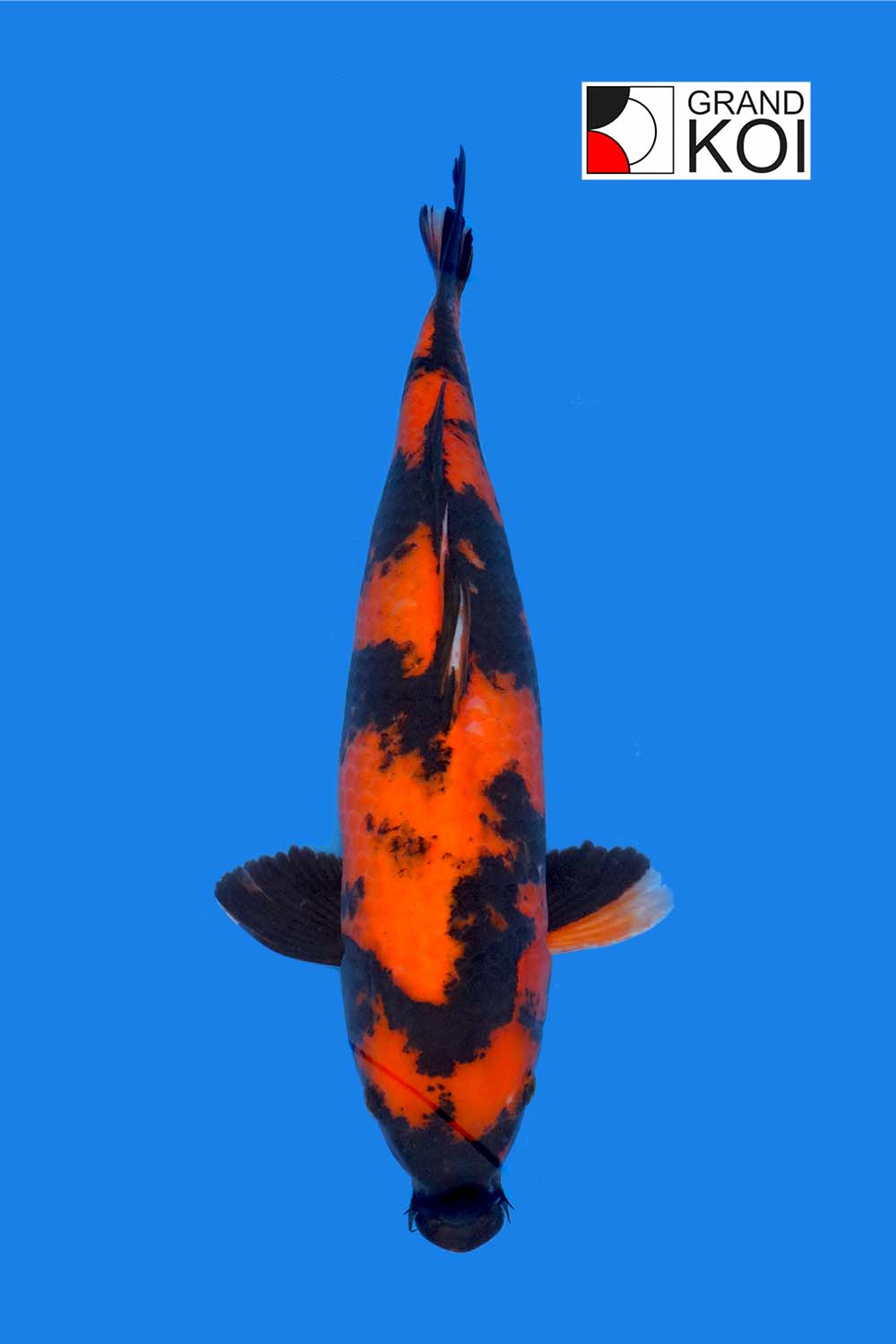 Hi Utsuri
