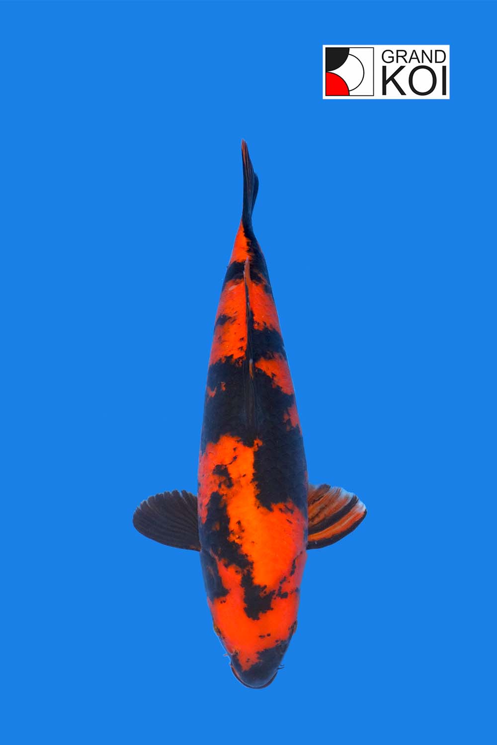 Hi Utsuri