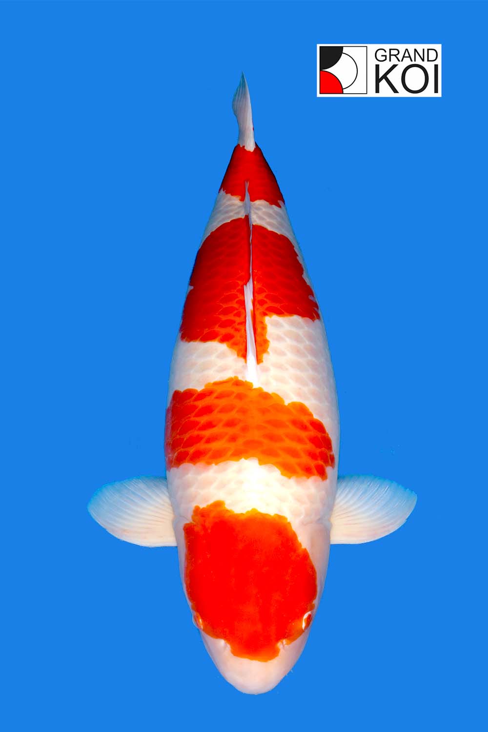 Kohaku- SOLD