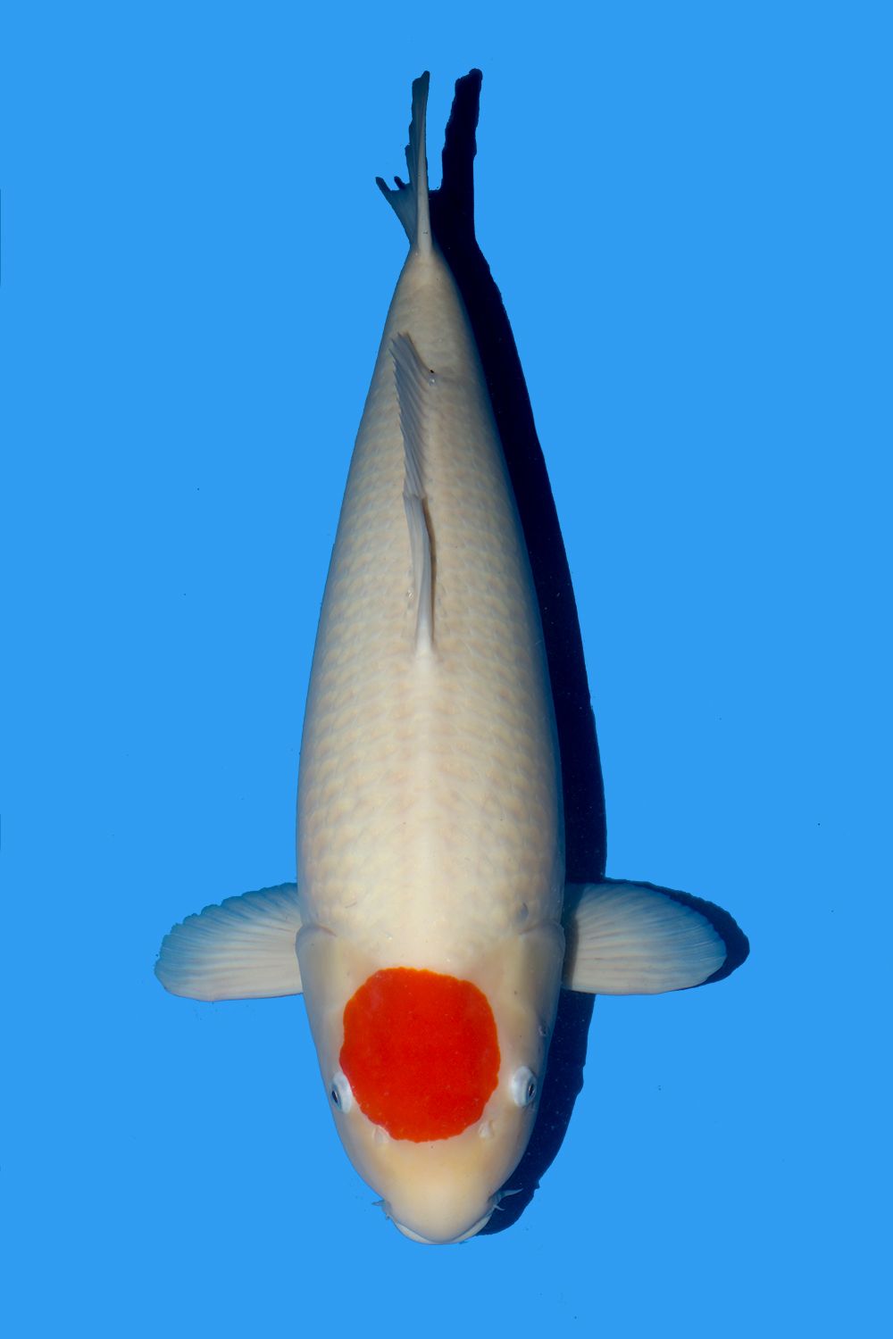 Tancho Kohaku