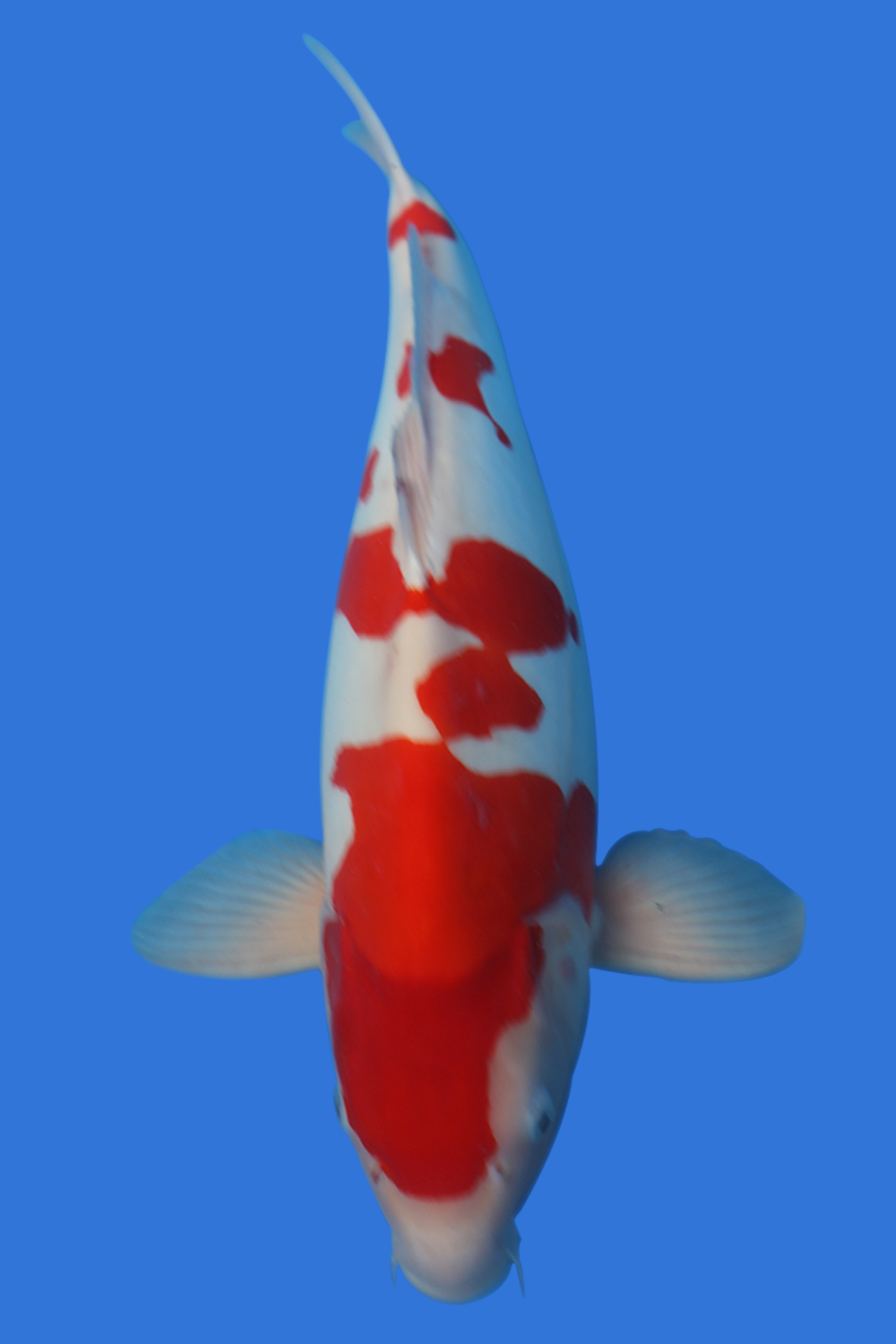 Doitsu Kohaku- High Quality