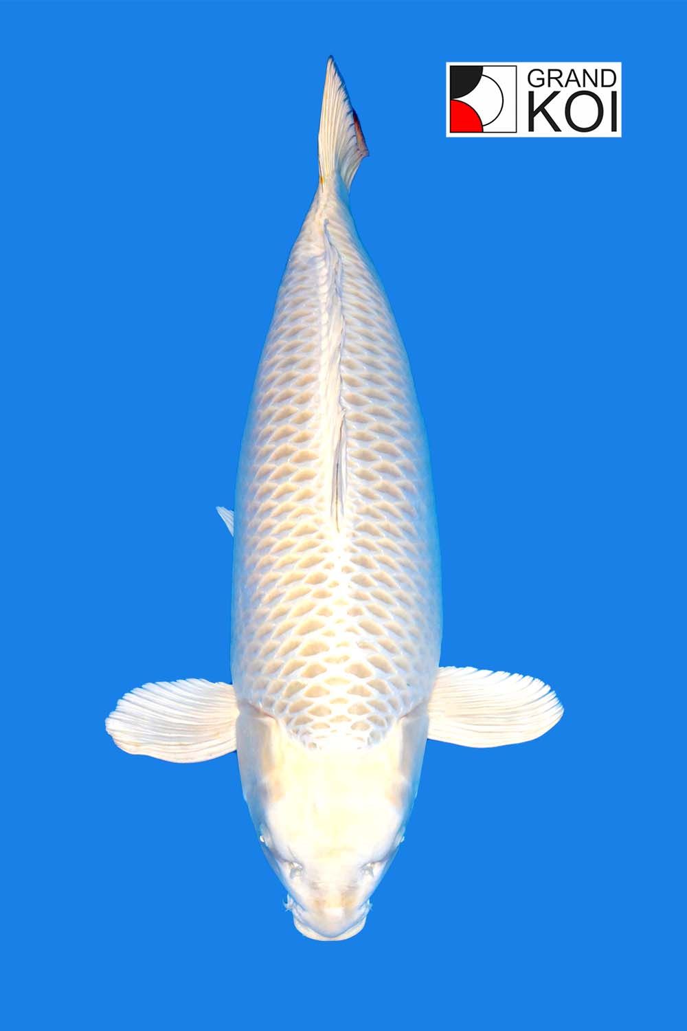 Matsuba