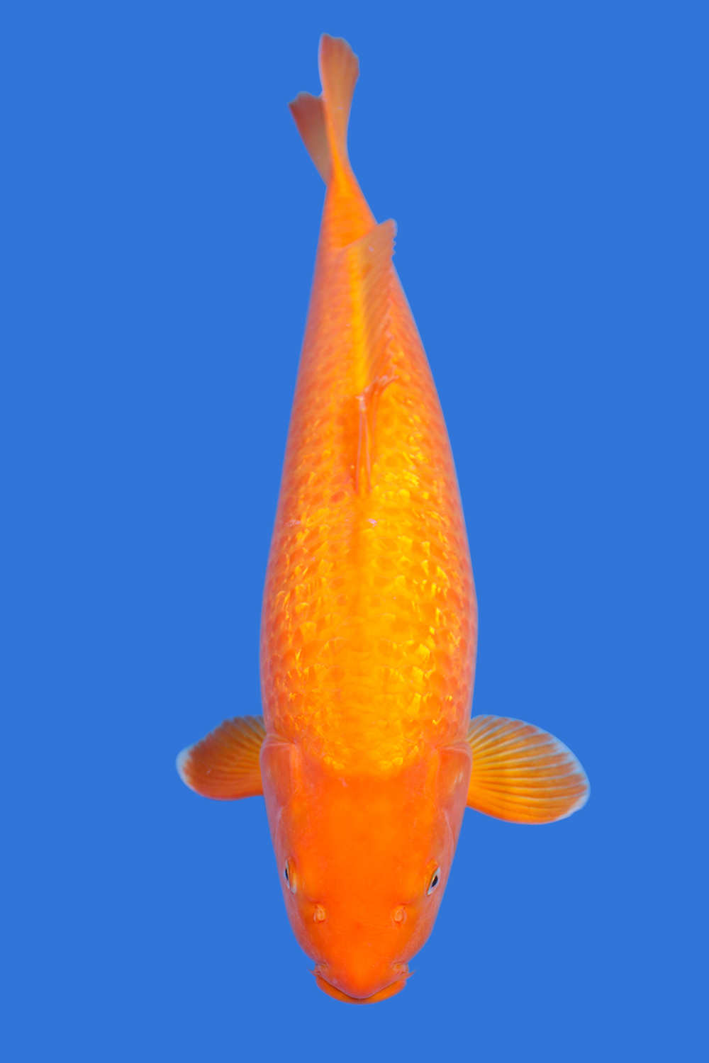 Gin Rin Benigoi
