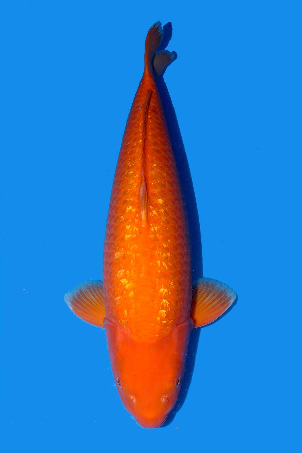 Gin Rin Benigoi