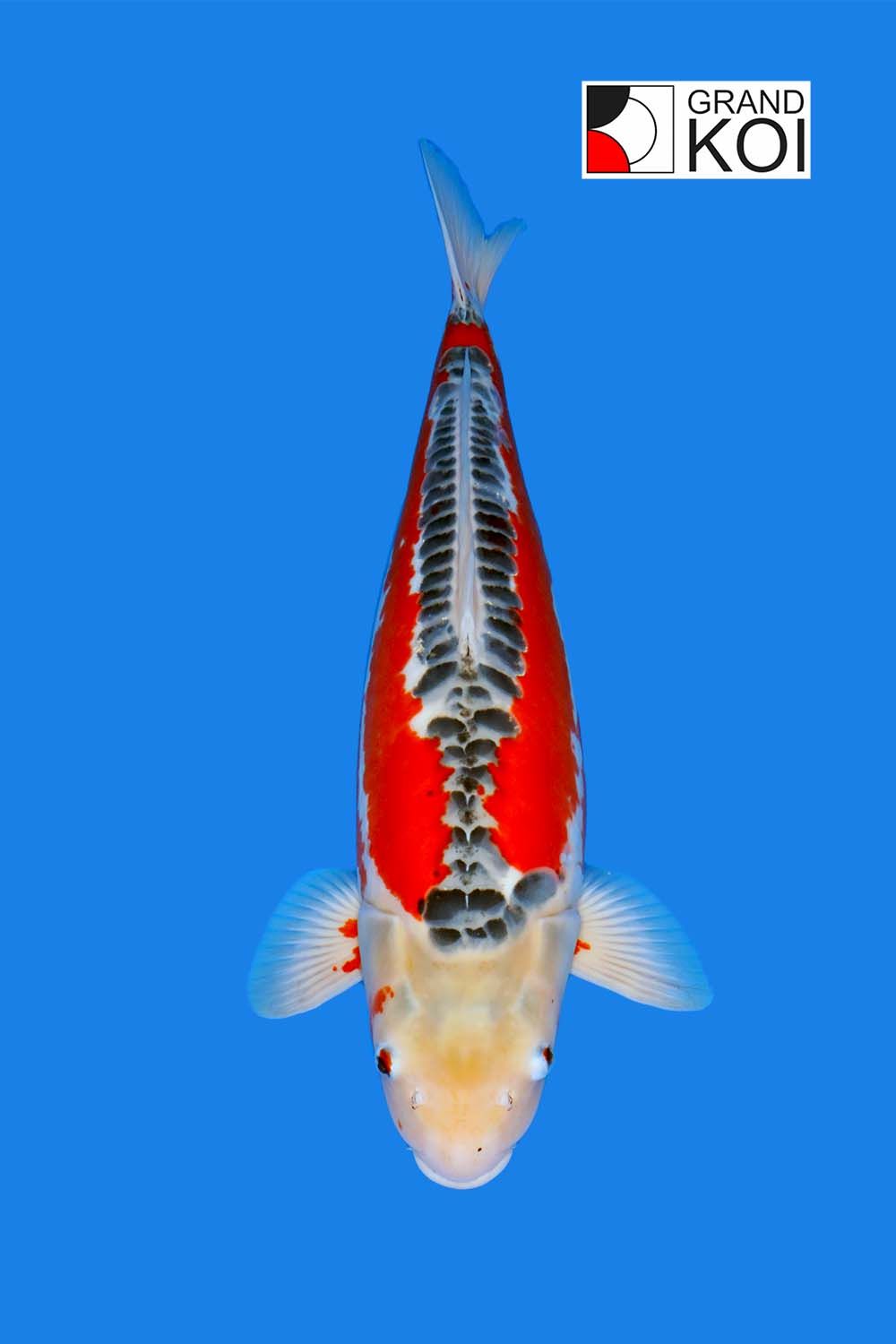 Shusui