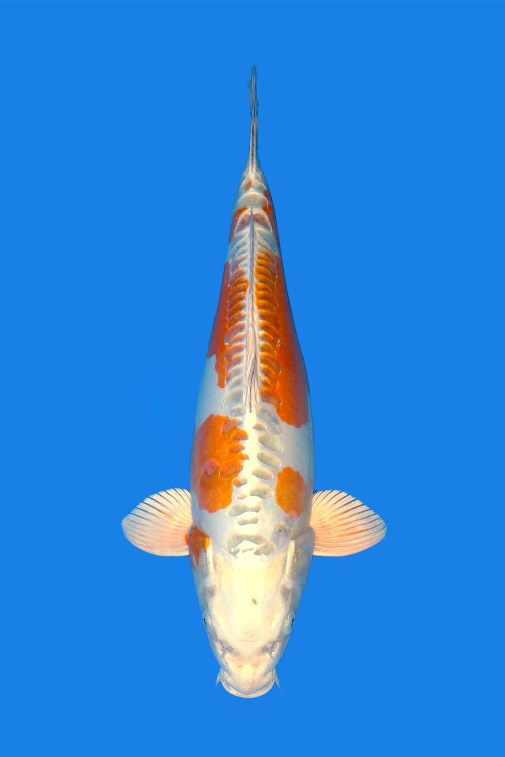 Ki Kikokuryu
