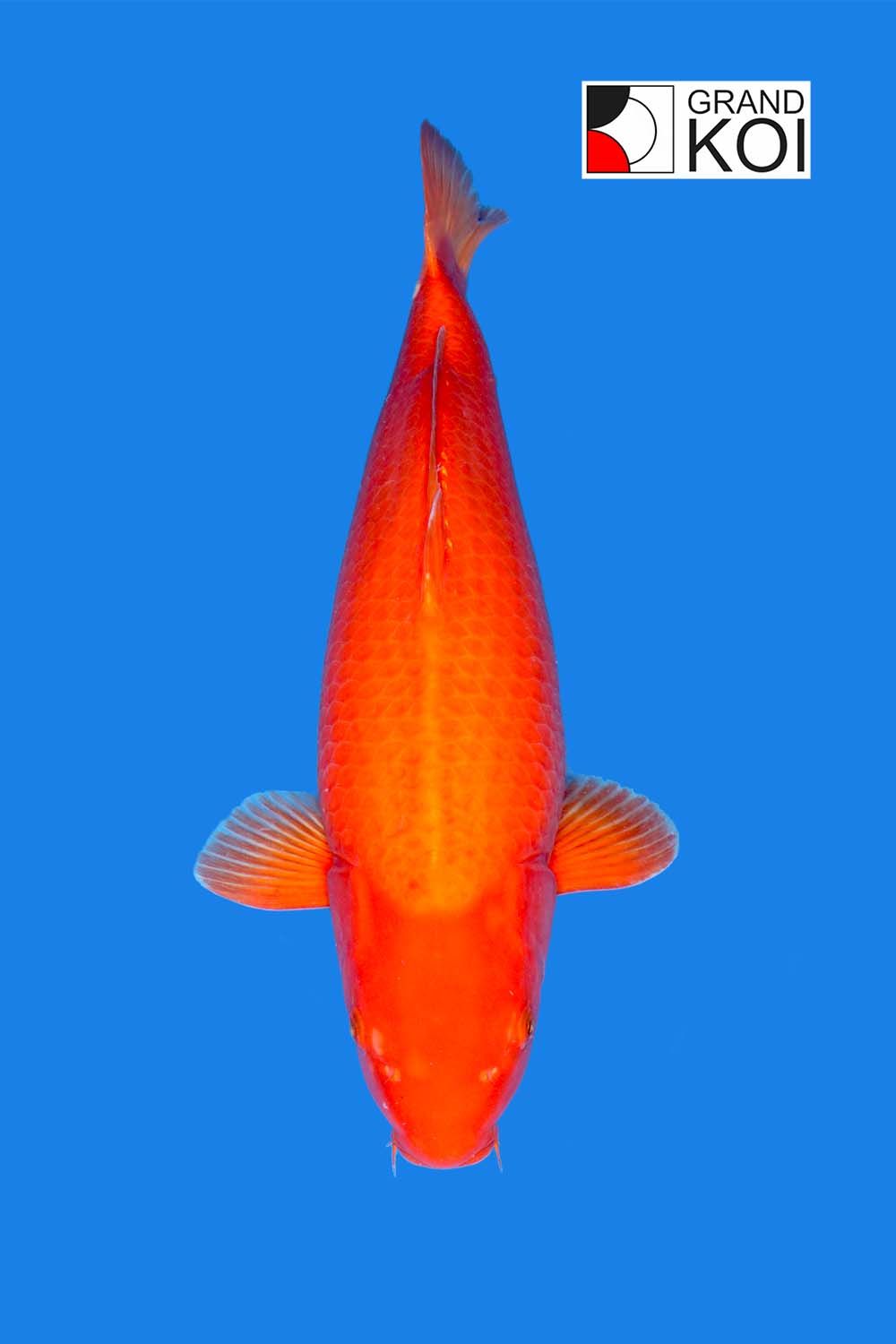 Benigoi