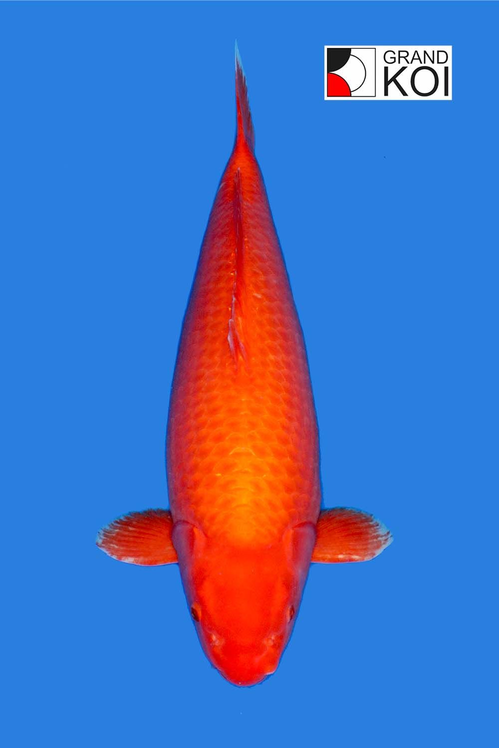 Benigoi