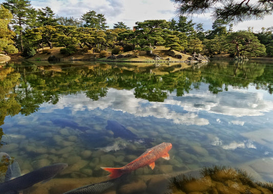 10 Essential Tips for Creating a Stunning Koi Fish Pond