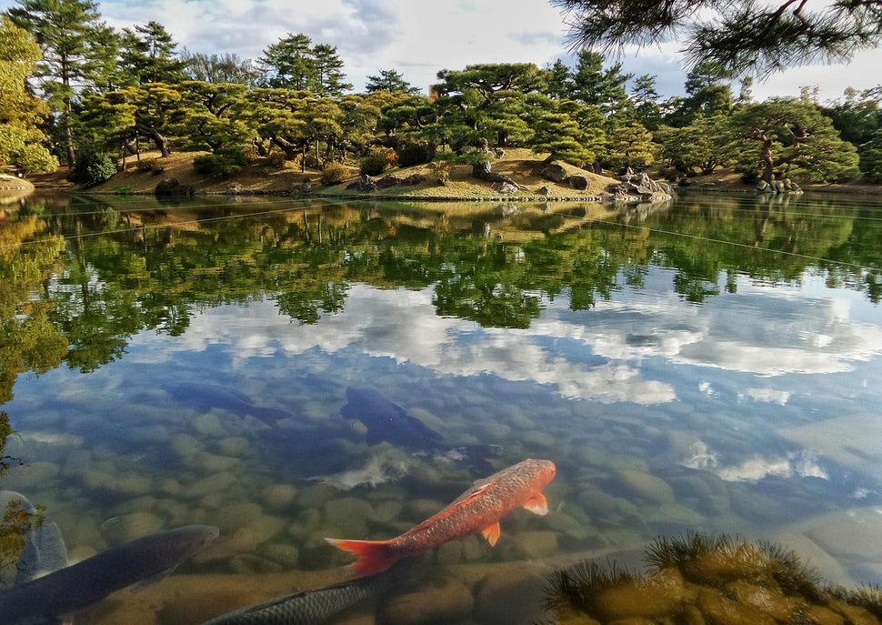 10 Essential Tips for Creating a Stunning Koi Fish Pond