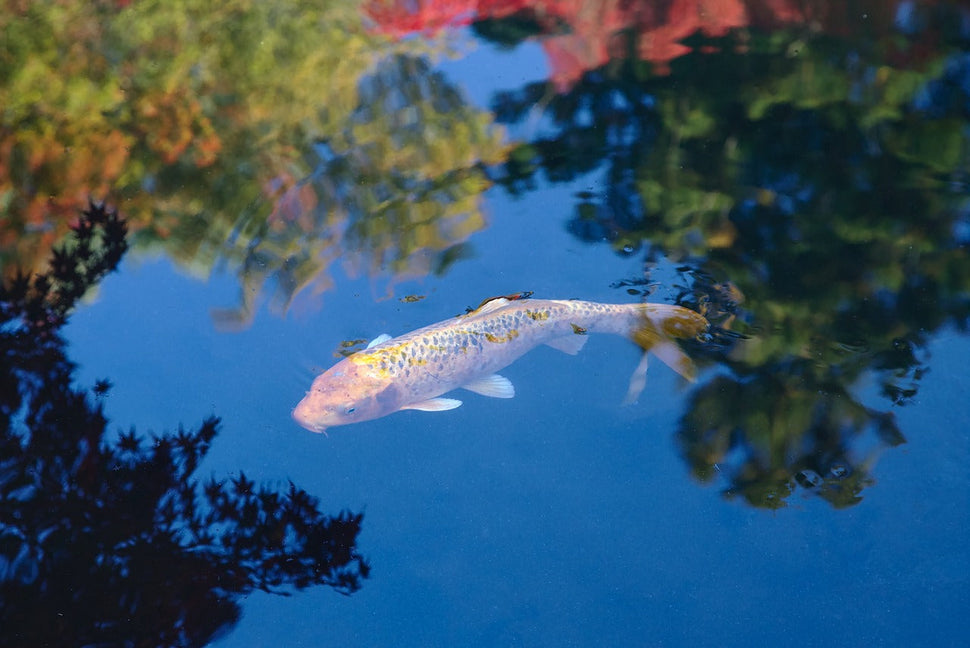 How to lower pH in a pond?
