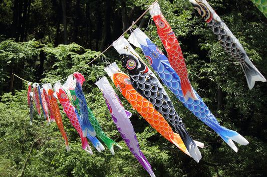 Koi Varieties and What Makes Them Unique