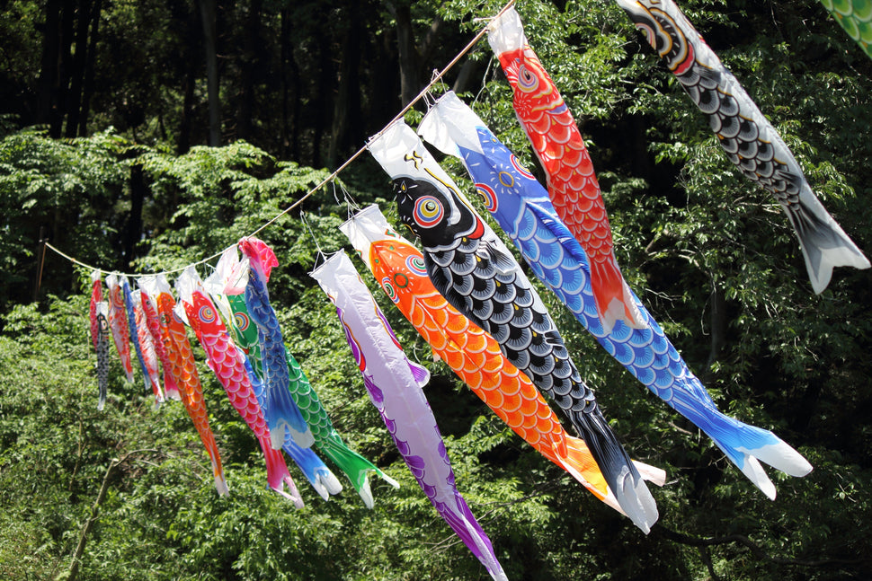 Koi Varieties and What Makes Them Unique