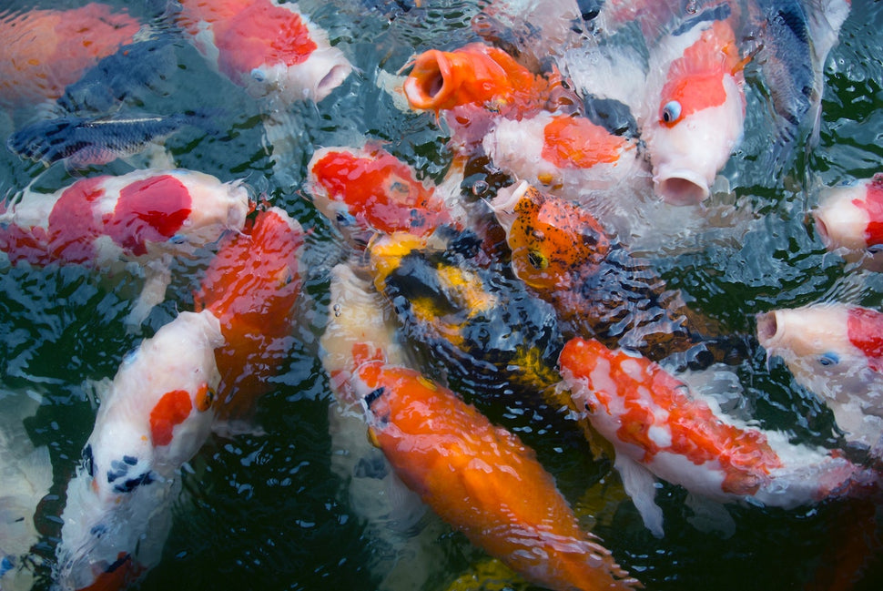 What Determines Koi Fish Price