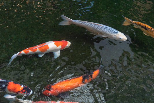 A Journey Through Japan’s Finest Koi Farms