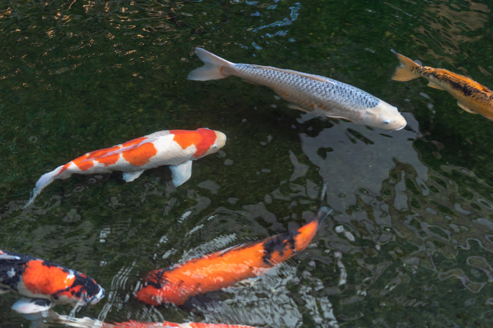 A Journey Through Japan’s Finest Koi Farms