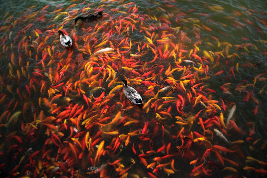 Exploring Variations: Kohaku Koi Fish Patterns and Types