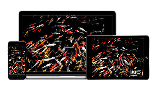 Grand Koi Wallpaper For Your Desktop or Phone!