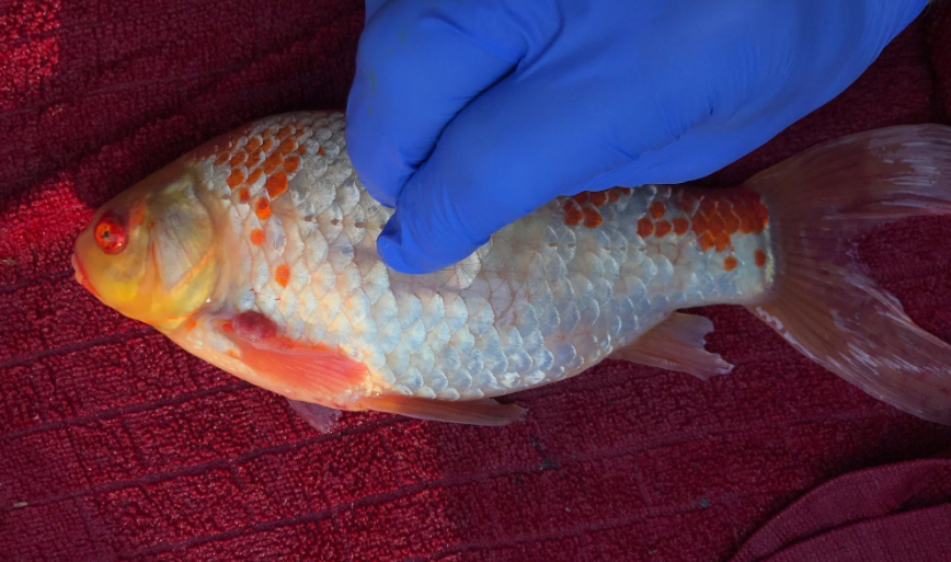 Koi Disease: Identifying Symptoms and Taking Swift Action