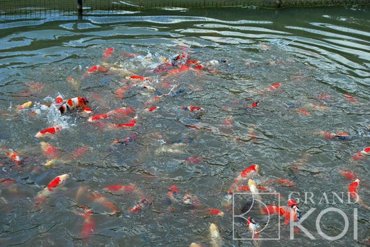Caring for Your Kohaku Koi Fish: Tips for a Vibrant Pond