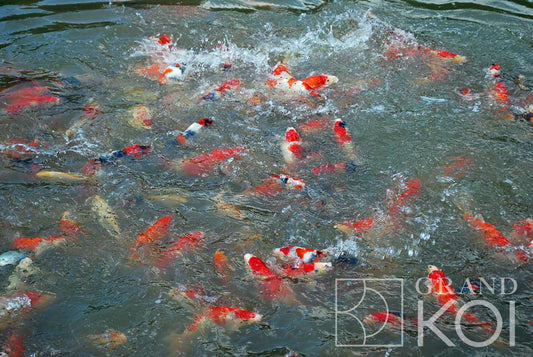 Feeding Time at the Mud Pond