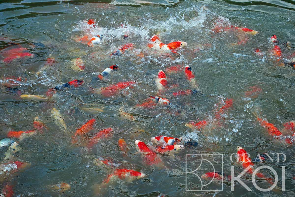 Feeding Time at the Mud Pond