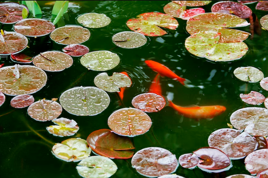 Creating a Tranquil Oasis: Design Ideas for Your Koi Fish Pond