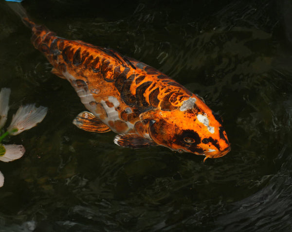 Jumbo Koi