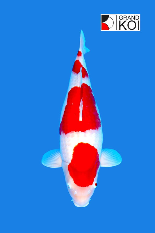 Kohaku