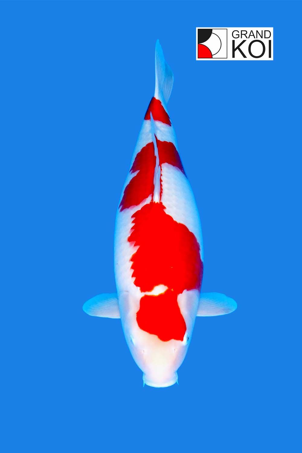 Kohaku