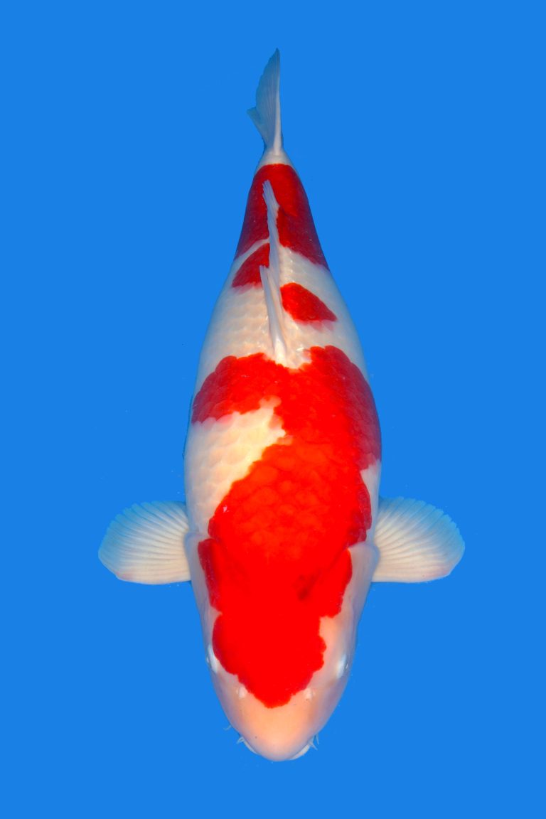 Kohaku