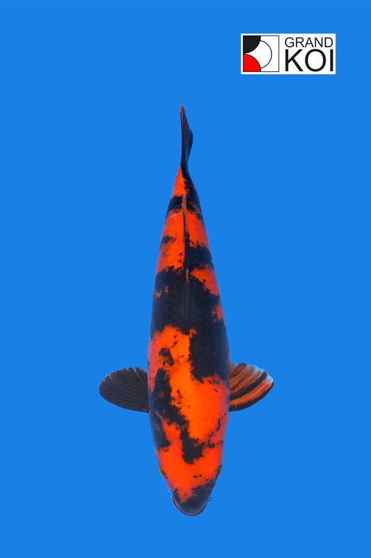 Hi Utsuri