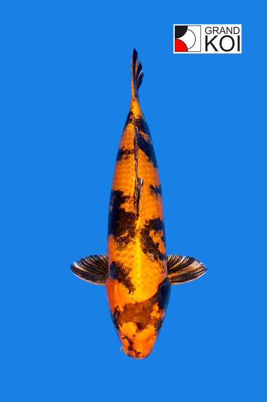Kin Ki Utsuri