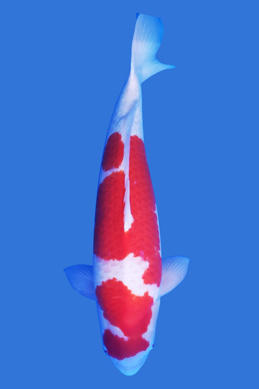 Kohaku