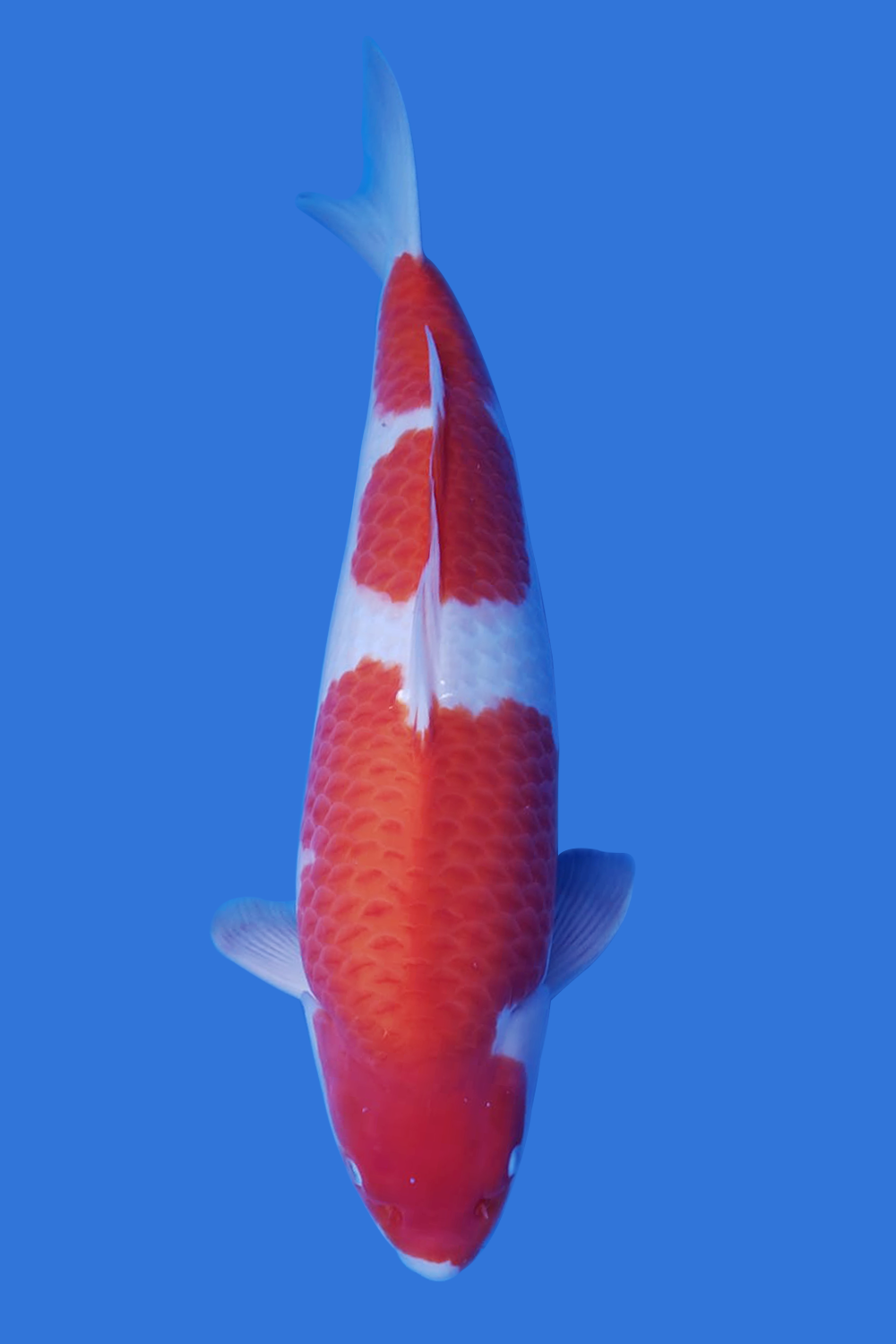 Kohaku
