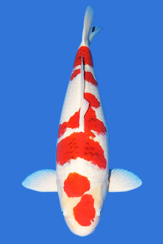 Goromo