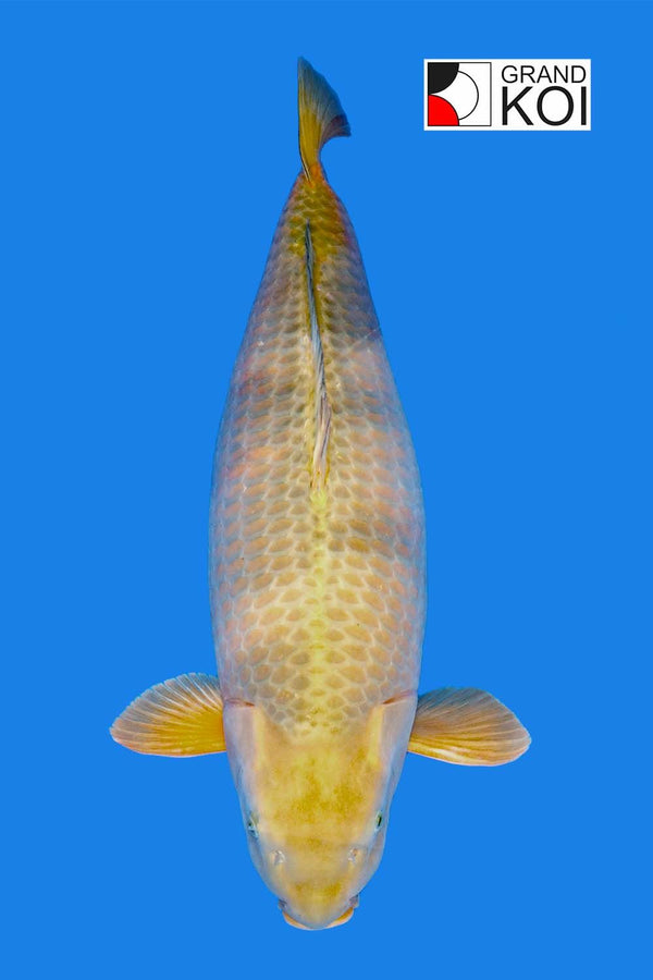 Other Koi