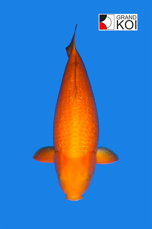 Gin Rin Benigoi