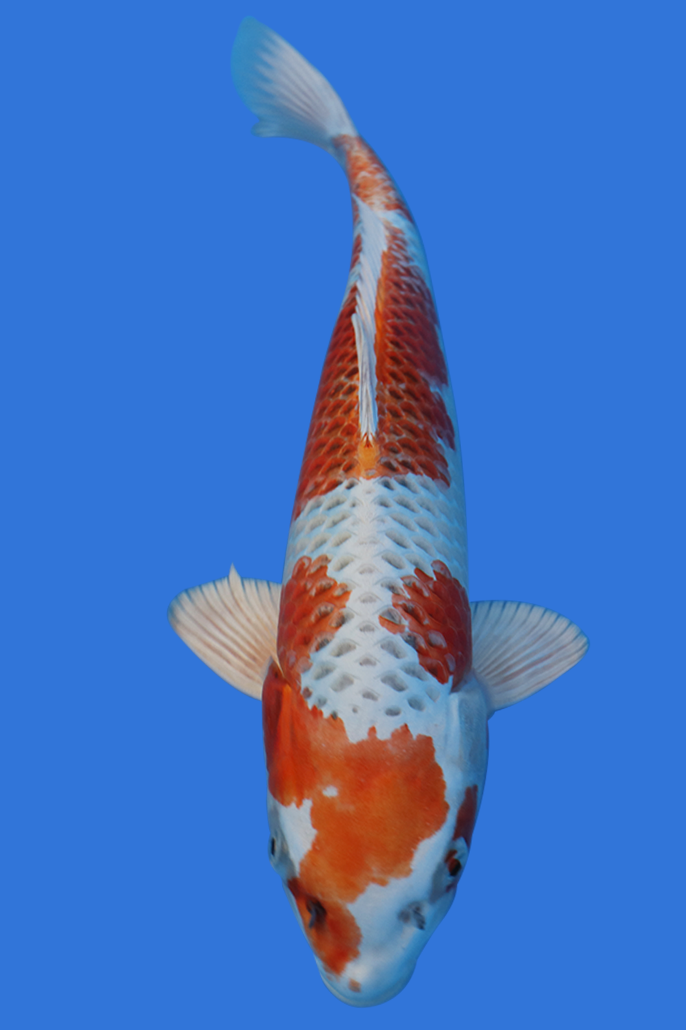 Kujaku