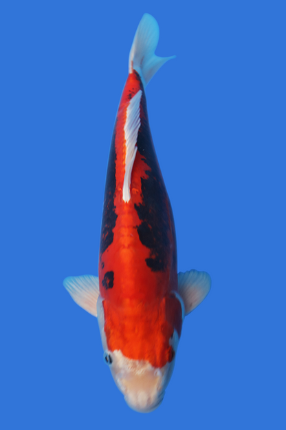 Beni Kumonryu