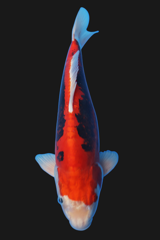 Beni Kumonryu