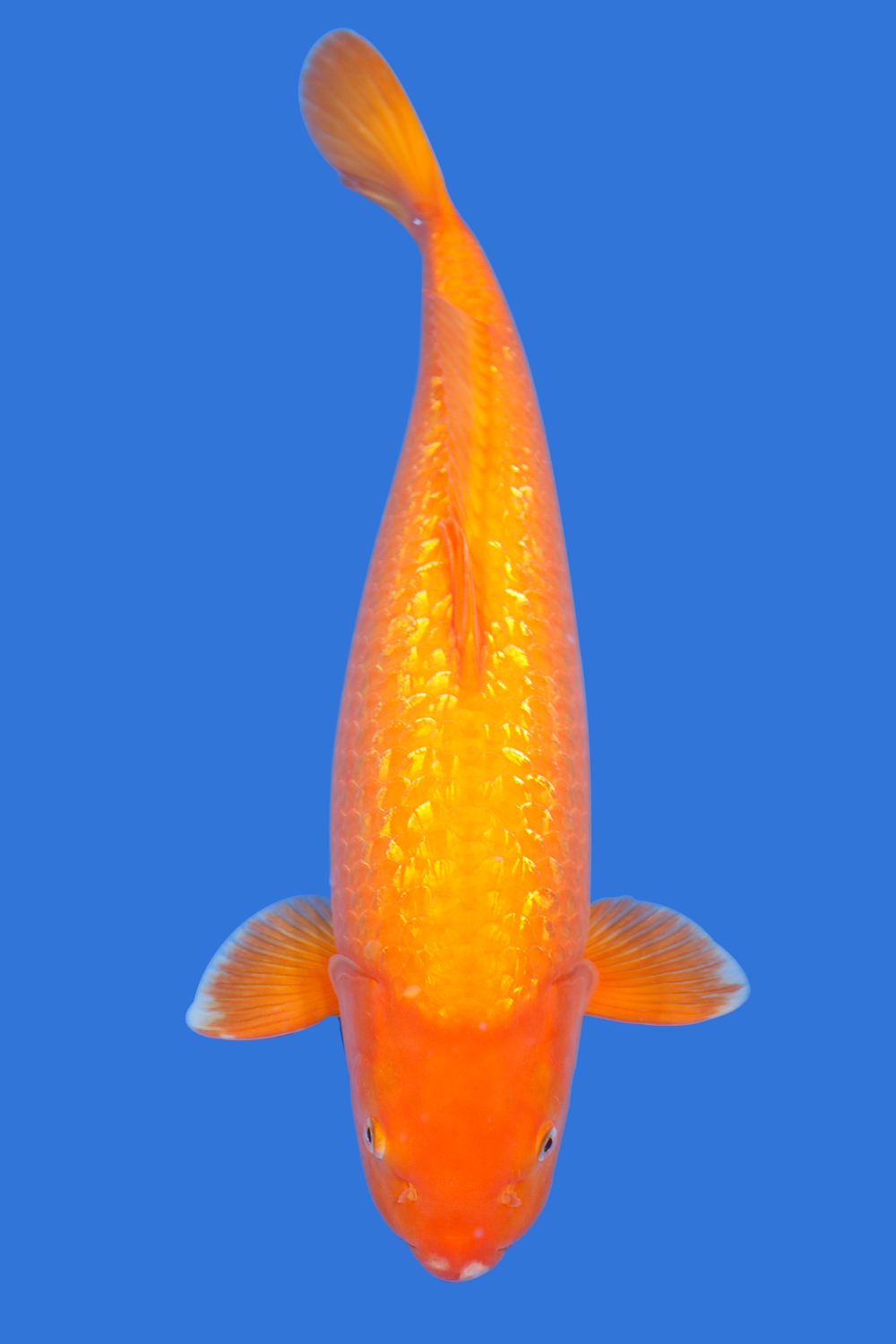 Gin Rin Benigoi