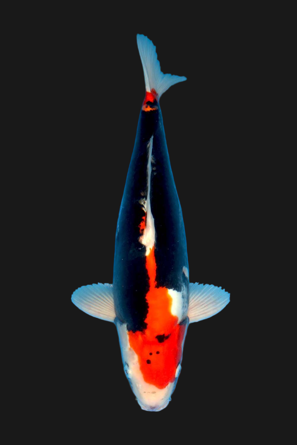 Beni Kumonryu