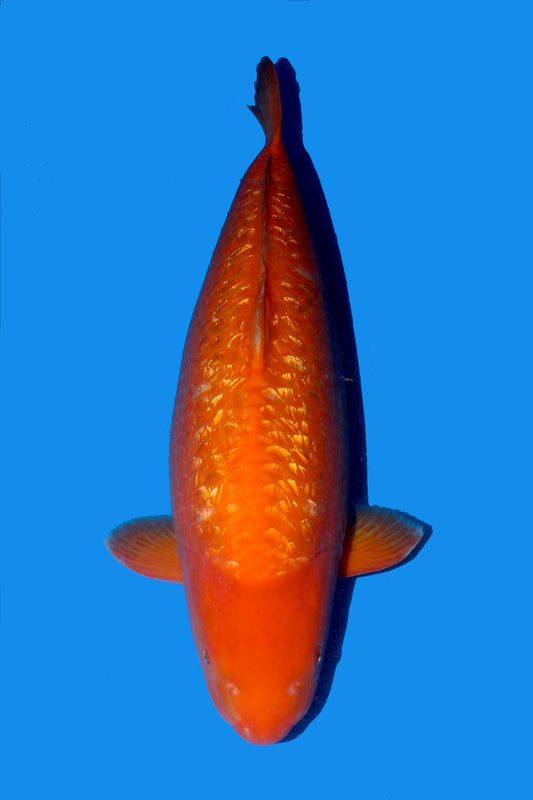 Gin Rin Benigoi