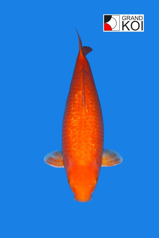 Gin Rin Benigoi