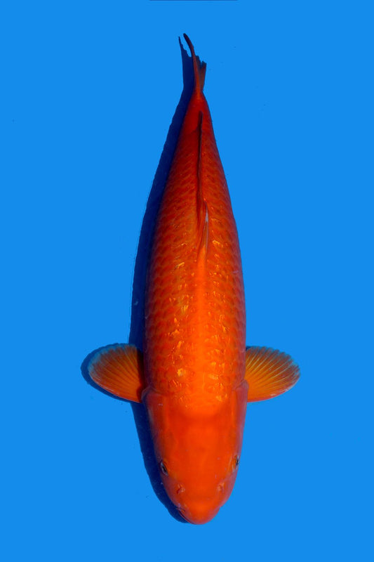 Gin Rin Benigoi