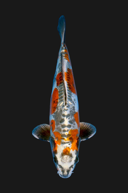 Beni Kikokuryu