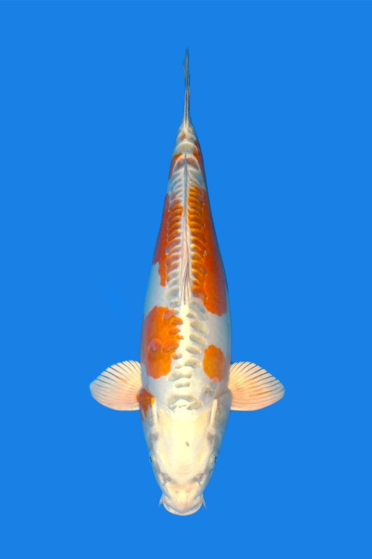 Ki Kikokuryu