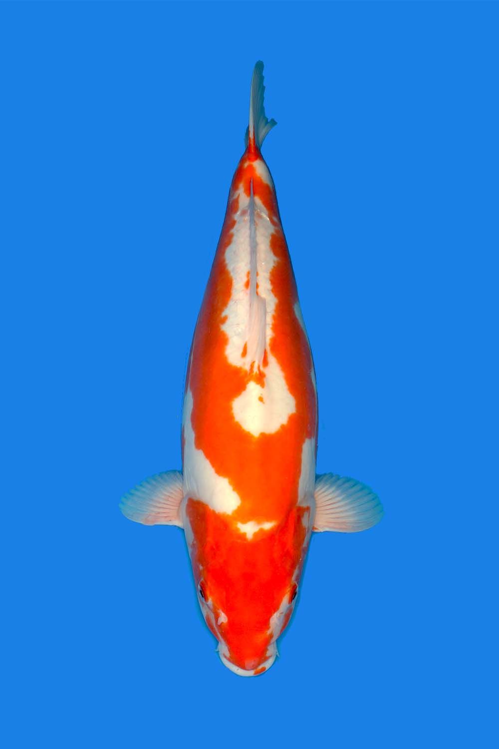 Kawarimono